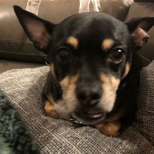 Meet your Posher, Maya